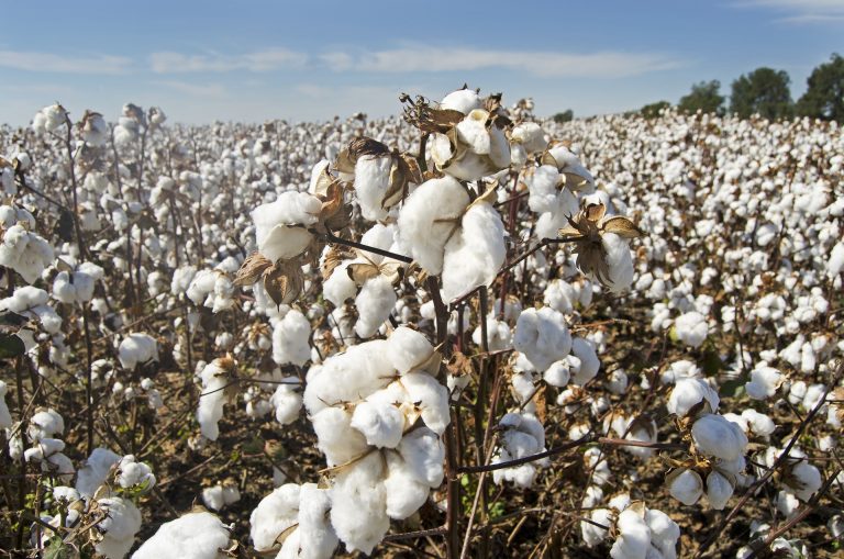 Sea Island Cotton – Its History & Applications