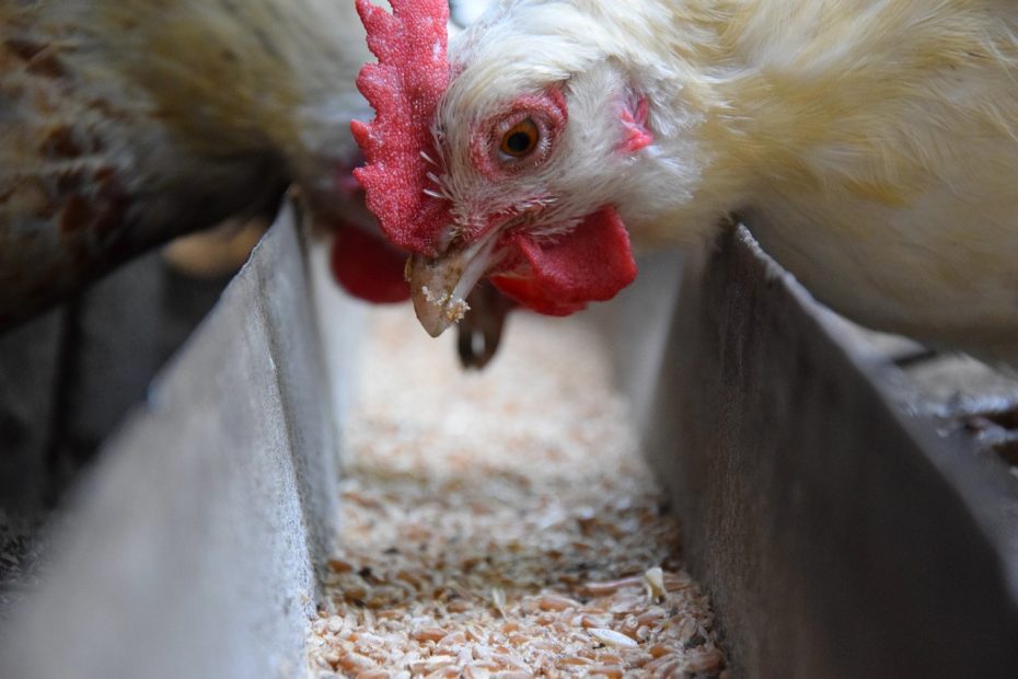 Photo of chicken feeding on soybean meal, high-protein soybean meal.