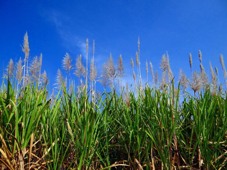 Close-up image of tall sugarcane stalks standing densely in a sunlit field, showcasing the green, jointed stems typical of mature sugarcane plants ready for harvest.