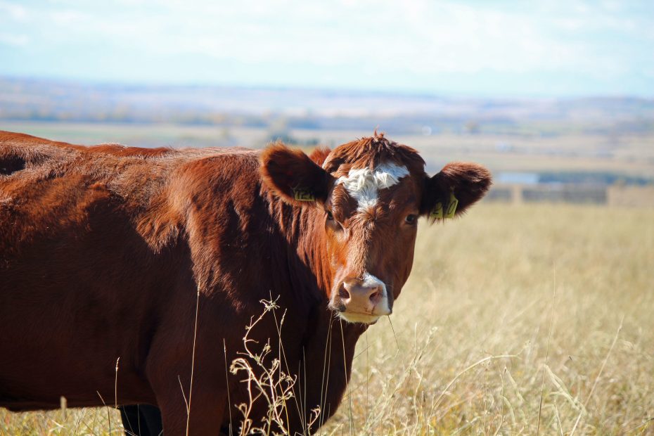 A close-up photo of a brown livestock cow standing in a grassy field, facing the camera with a calm expression. The cow has a smooth, rich brown coat and large, expressive eyes.
